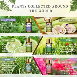 Aromatherapy St 100 % Essentielle olier - 12 x 5 ml