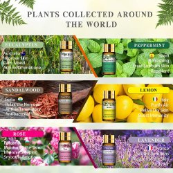 Aromatherapy St 100 % Essentielle olier - 12 x 5 ml