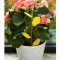 GreenProtect Plante Insektflde - 1 pk.