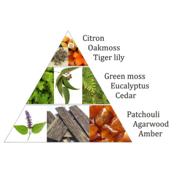 Aromafume Rgelsesterninger Forest Dew - 9 stk.