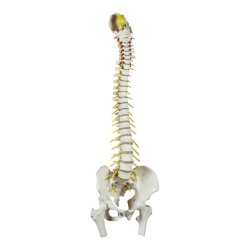 Rygsjle Anatomisk model inkl. stativ - 80 cm.