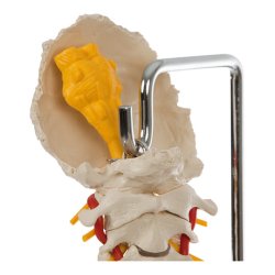Rygsjle Anatomisk model inkl. stativ - 80 cm.