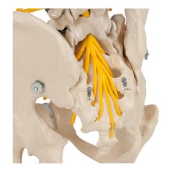 Rygsjle Anatomisk model inkl. stativ - 80 cm.