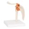 Skulderled Anatomisk model - 17x17x23 cm