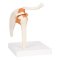 Skulderled Anatomisk model - 17x17x23 cm
