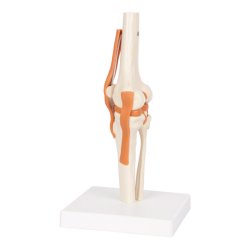 Knled Anatomisk model - 13x13x40 cm.