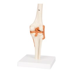 Knled Anatomisk model - 13x13x40 cm.