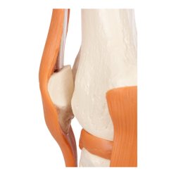 Knled Anatomisk model - 13x13x40 cm.