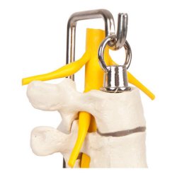 Brysthvirvelsjle p stativ - 30 cm.