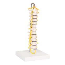 Brysthvirvelsjle p stativ - 30 cm.