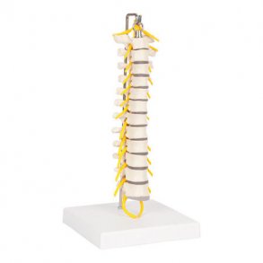 Brysthvirvelsjle p stativ - 30 cm.