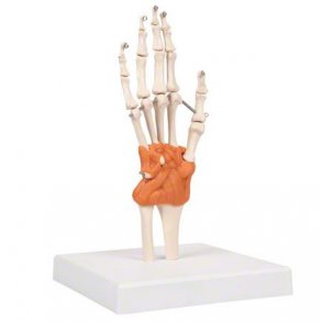 Anatomisk skelet af hnd m. hndled og ledbnd