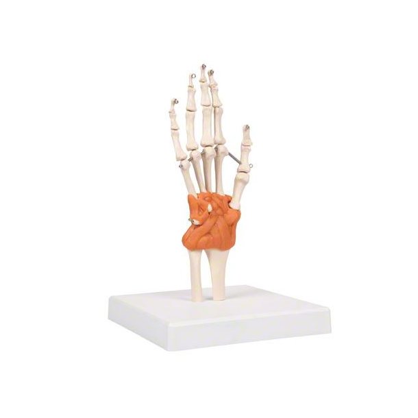 Anatomisk skelet af hnd m. hndled og ledbnd