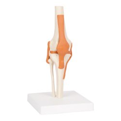Knled Anatomisk model - 13x13x40 cm.