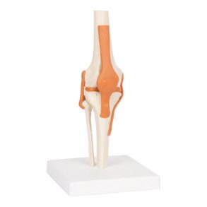Knled Anatomisk model - 13x13x40 cm.