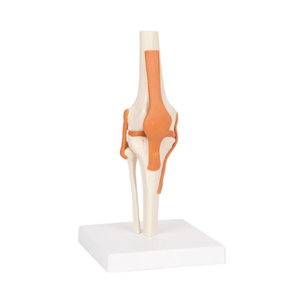 Knled Anatomisk model - 13x13x40 cm.