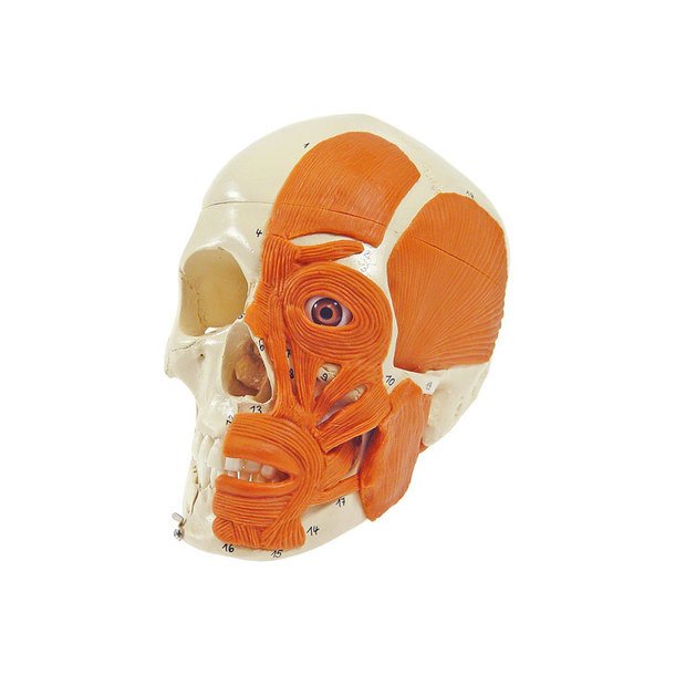 Kranie anatomisk model med muskler - 3 dele