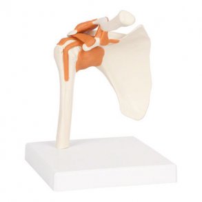 Skulderled Anatomisk model - 17x17x23 cm