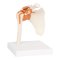 Skulderled Anatomisk model - 17x17x23 cm