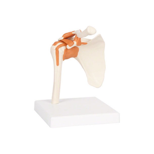 Skulderled Anatomisk model - 17x17x23 cm