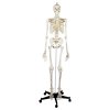 Skelet Standard - 180 cm.