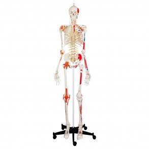 Skelet Super - Med ledbånd og muskler - 180 cm.