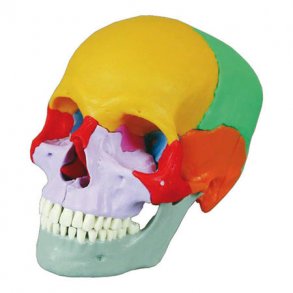 Anatomisk Kranie m. farve - 18 dele