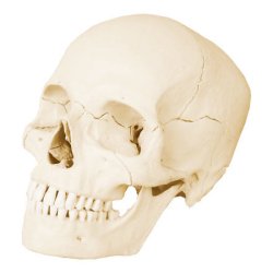 Anatomisk Kranie - 18 dele