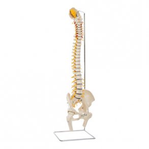 Rygsjle Anatomisk model inkl. stativ - 80 cm.