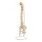 Rygsjle Anatomisk model inkl. stativ - 80 cm.