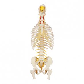 Rygsjle med thorax - Inkl. stativ - 80 cm.