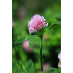 Herrens Mark Regobone  - 2 L