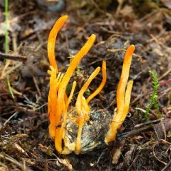 Cordyceps Plus - 30 tab