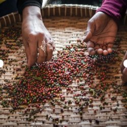 Mill &amp; Mortar Rosenpeber Curepipe  - 25 g.