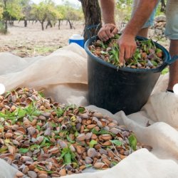 Mill &amp; Mortar Mandler m. rosmarin &amp; havsalt  - 100 g.