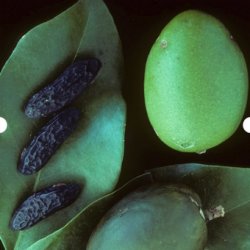 Mill &amp; Mortar Tonkabnner  - 20 g.