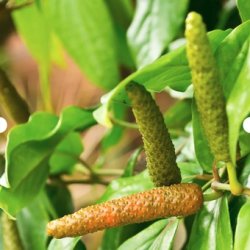 Mill &amp; Mortar Sumatra Lang Peber  - 40 g.