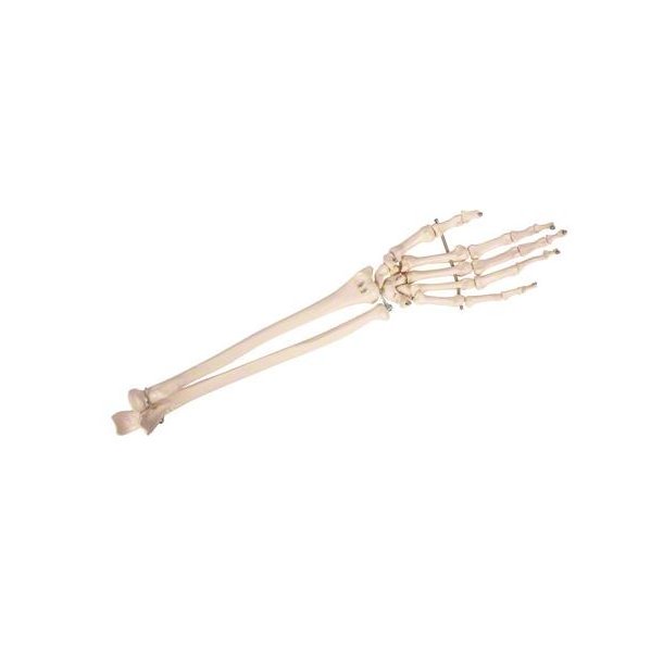 Anatomisk skelet af hnd m. underarm
