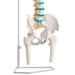 Anatomisk Skelet af rygs�jle inkl. stativ