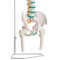 Anatomisk Skelet af rygs�jle inkl. stativ