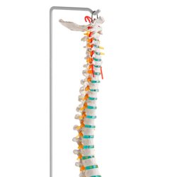 Anatomisk Skelet af rygs�jle inkl. stativ