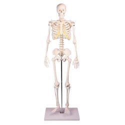 Anatomisk Skelet mini inkl. stativ