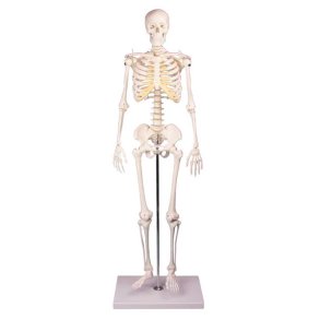 Anatomisk Skelet mini inkl. stativ