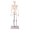 Anatomisk Skelet mini inkl. stativ