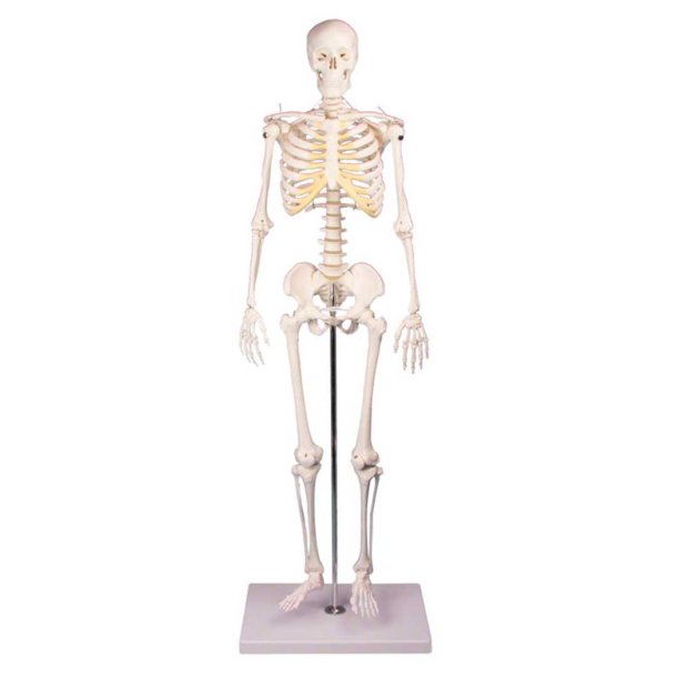 Anatomisk Skelet mini inkl. stativ