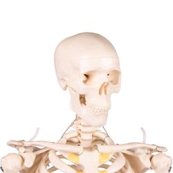 Anatomisk Skelet mini inkl. stativ