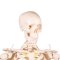 Anatomisk Skelet mini inkl. stativ