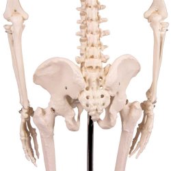 Anatomisk Skelet mini inkl. stativ