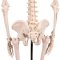 Anatomisk Skelet mini inkl. stativ