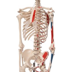 Anatomisk Skelet mini m.muskelgengivelseog stativ